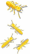 Termite Control